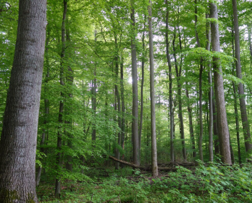 Lahnberger Wald