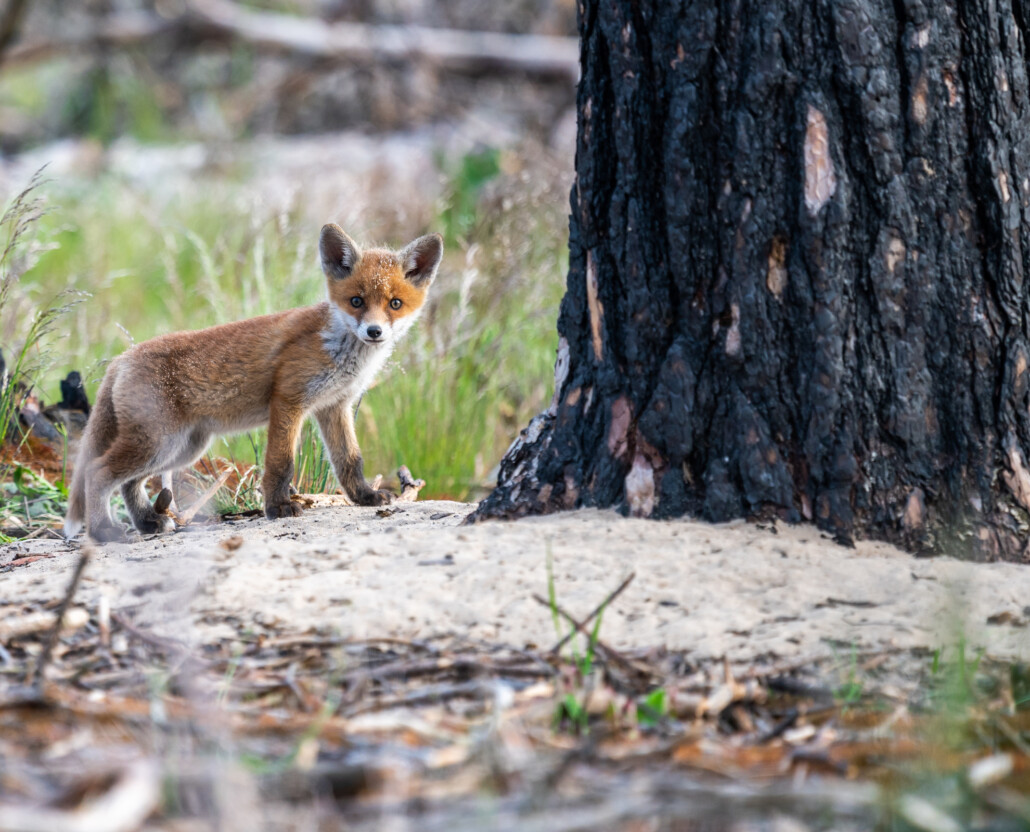 Fuchs © Dr. Tilo Geisel