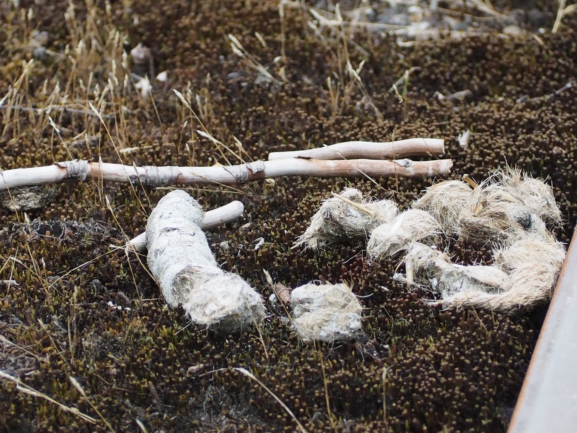 Aschhorner Moor © Claudia Weigel