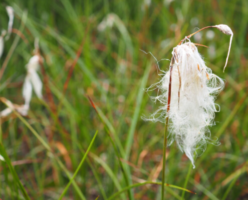 Aschhorner Moor © Claudia Weigel