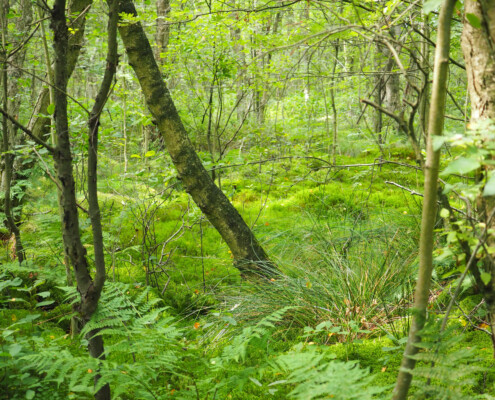 Aschhorner Moor © Claudia Weigel