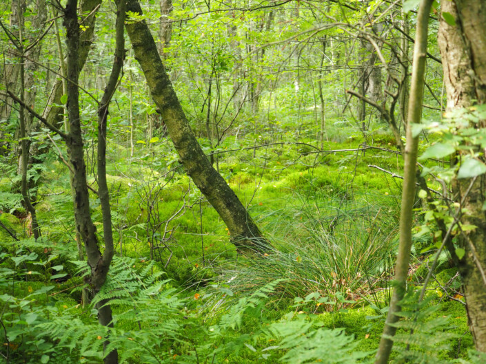 Aschhorner Moor © Claudia Weigel
