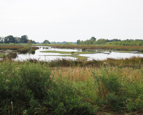 Aschhorner Moor © Claudia Weigel