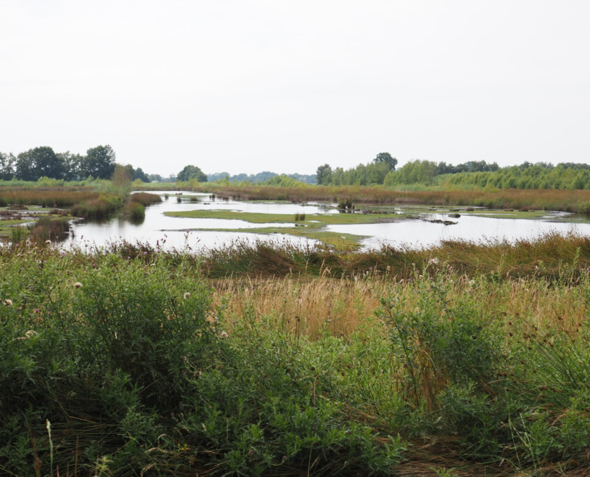 Aschhorner Moor © Claudia Weigel