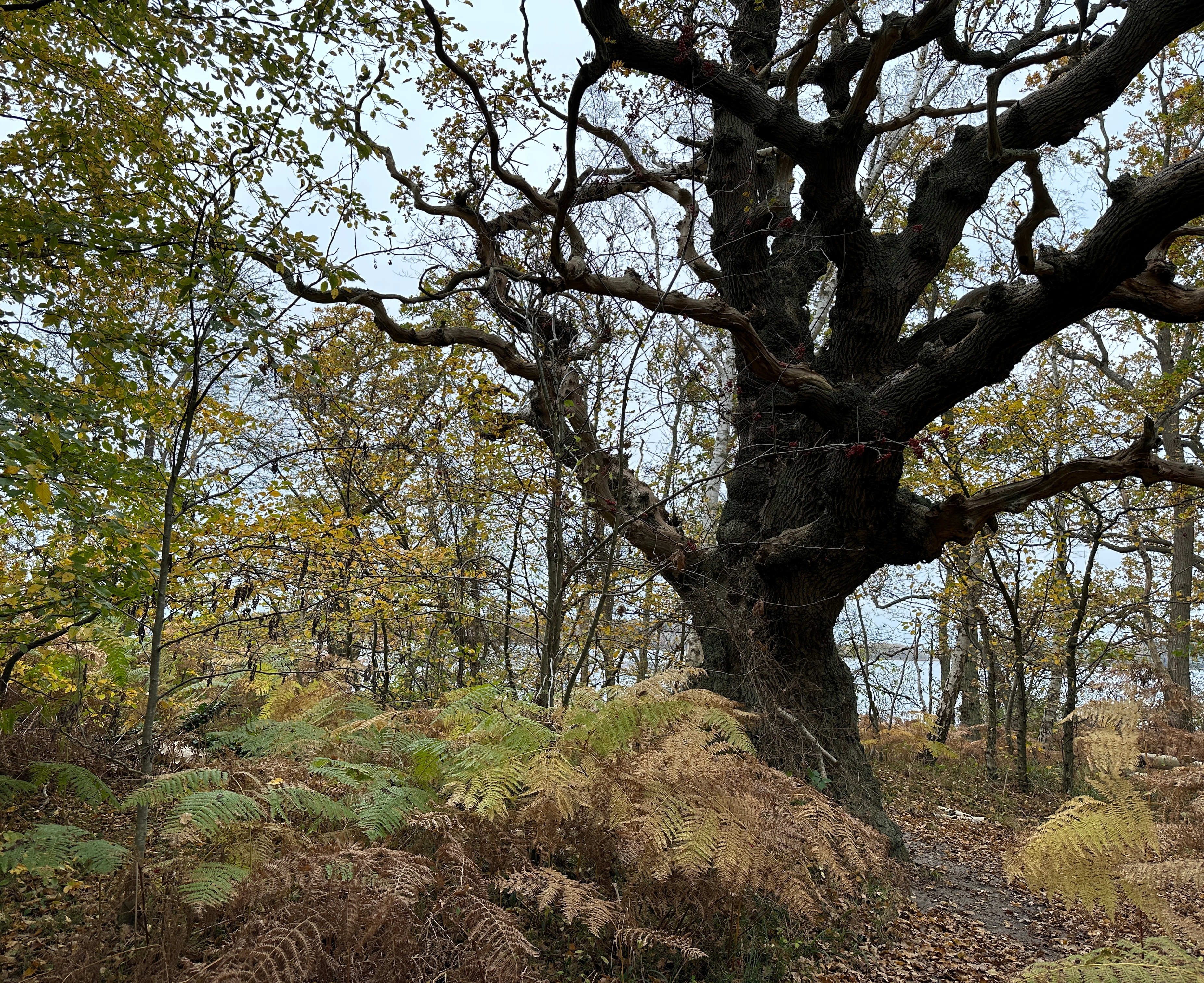 Vilm Claudia Weigel_ska