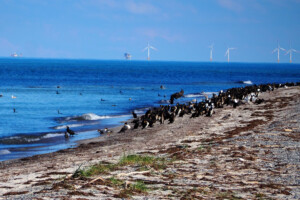 Totholz schafft neuen Lebensraum