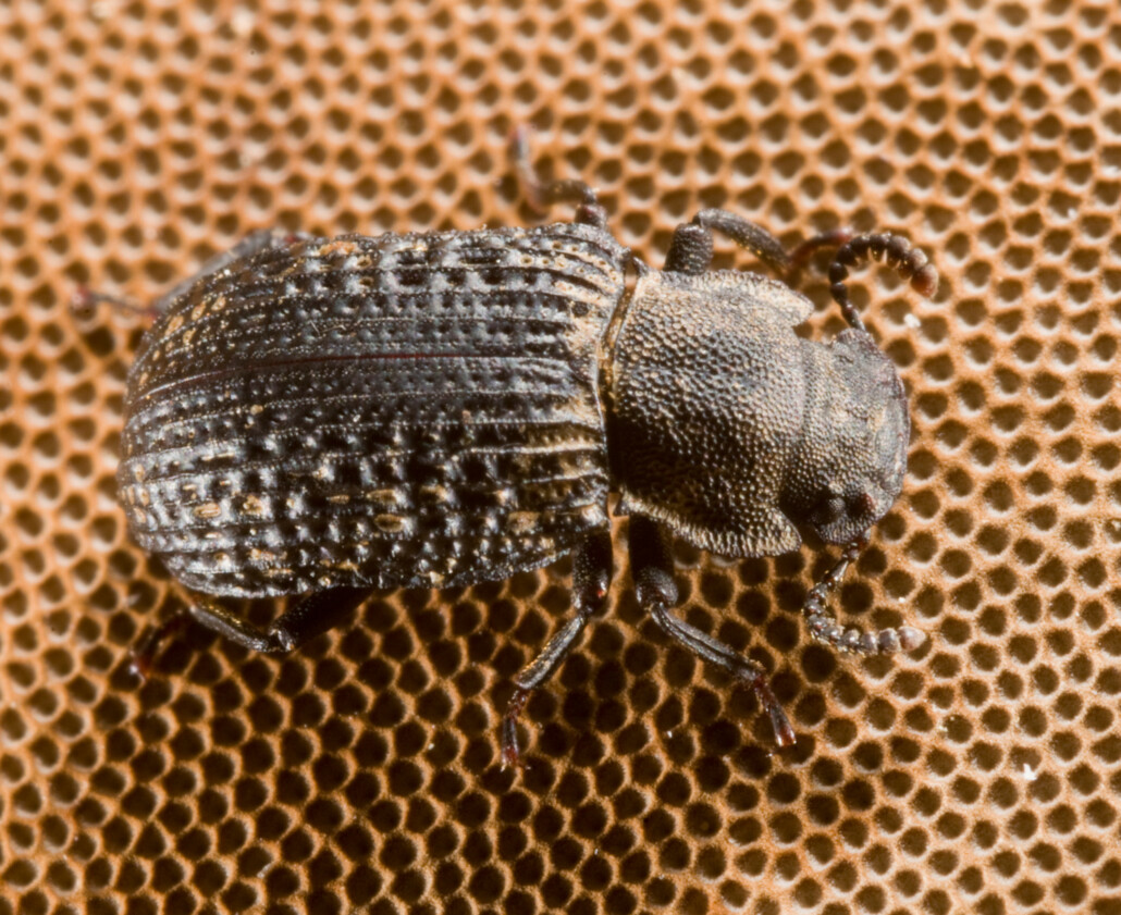 Knochenglanzkäfer im Wildnisgebiet Hohen Schrecke