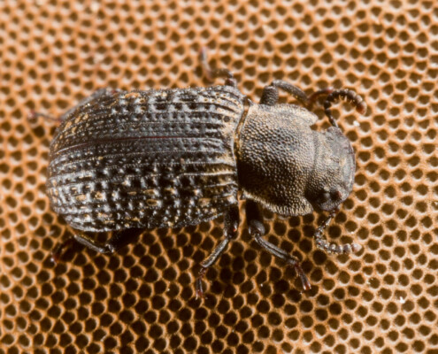 Knochenglanzkäfer im Wildnisgebiet Hohen Schrecke