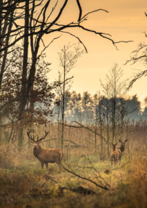 Rotwild im Anklamer Stadtbruch