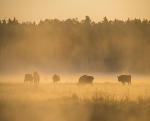 Europäische Wisente