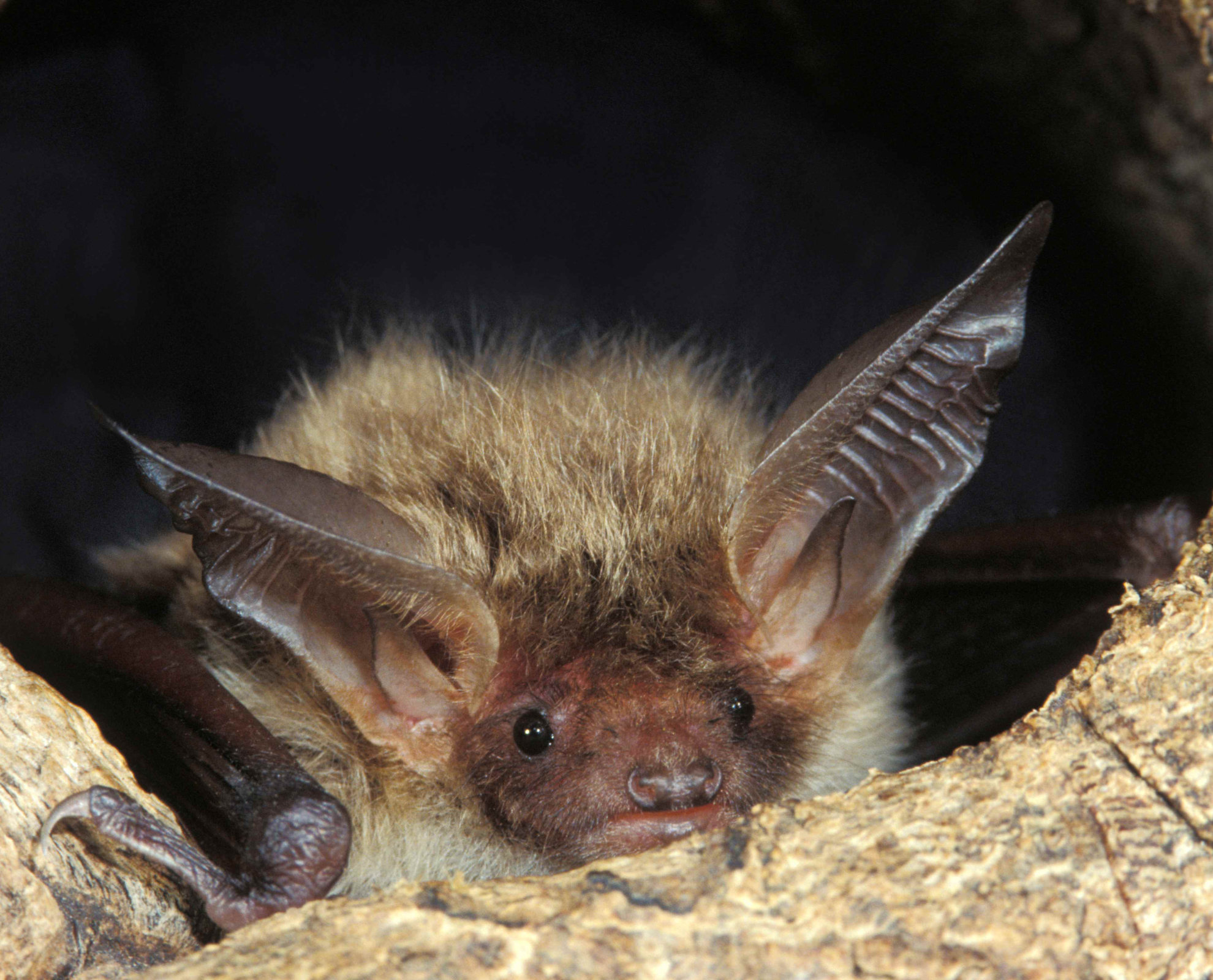 Bechsteinfledermaus