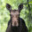 Elch in der Wildnis