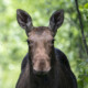 Elch in der Wildnis