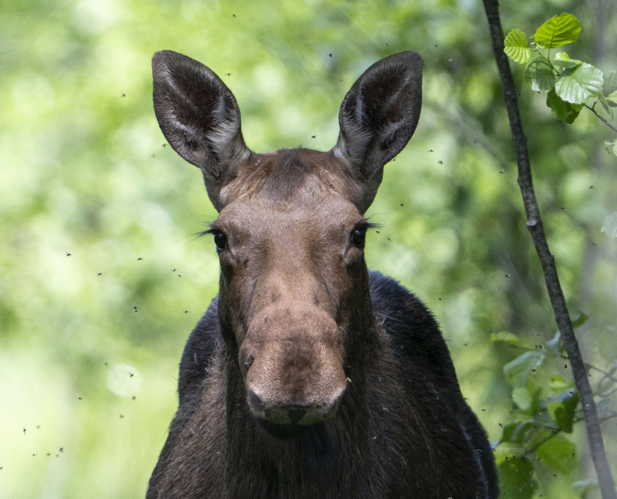 Elch in der Wildnis Elch in der Wildnis