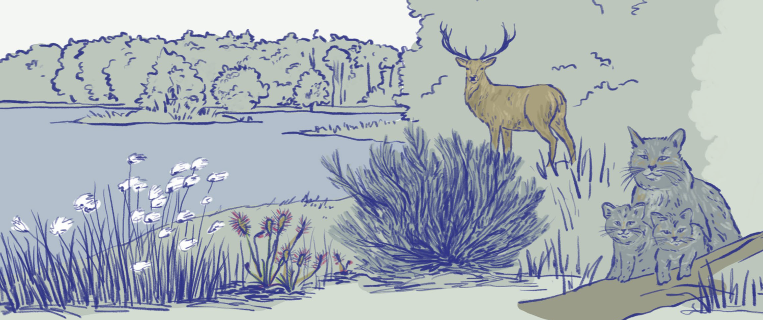 KWZ_Infografik-kleine-grosse-Wildnis_See
