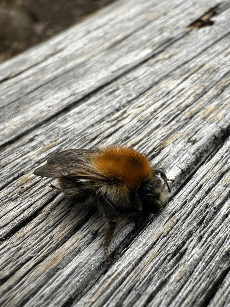 Ackerhummel im Harz