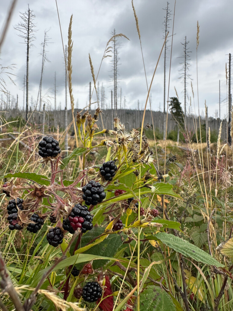 Brombeere als Pflaster der Natur im Harz