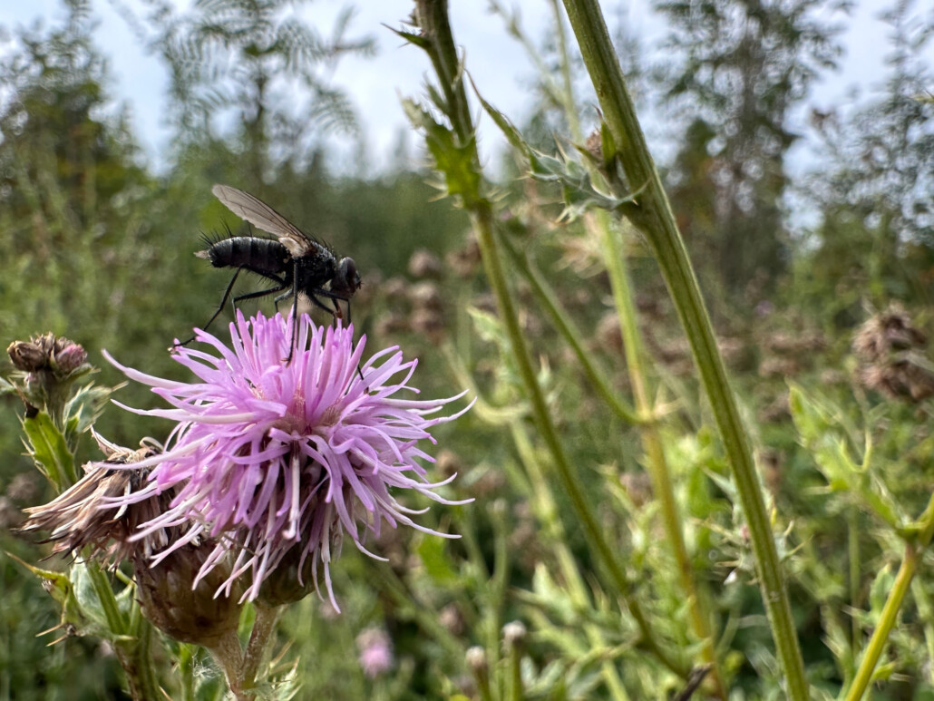 Eine Blüte im Harz