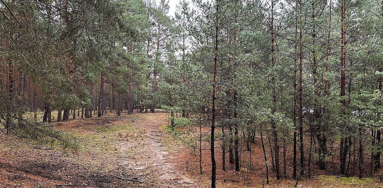 Wildnisfläche Heidehof Wildnisfläche Heidehof
