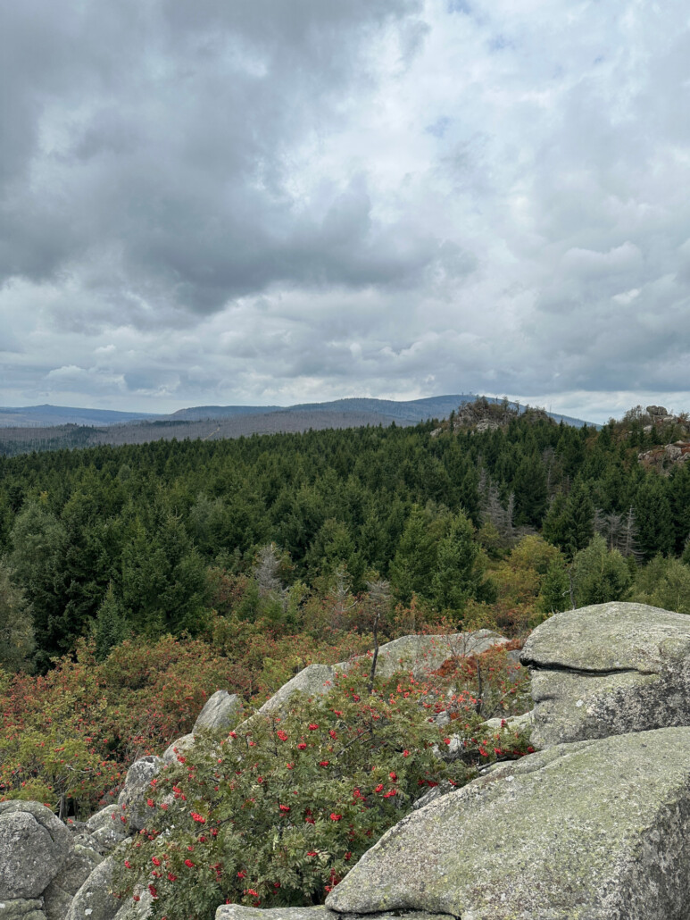 Im Reich der Fichte am Hohnekamm im Harz
