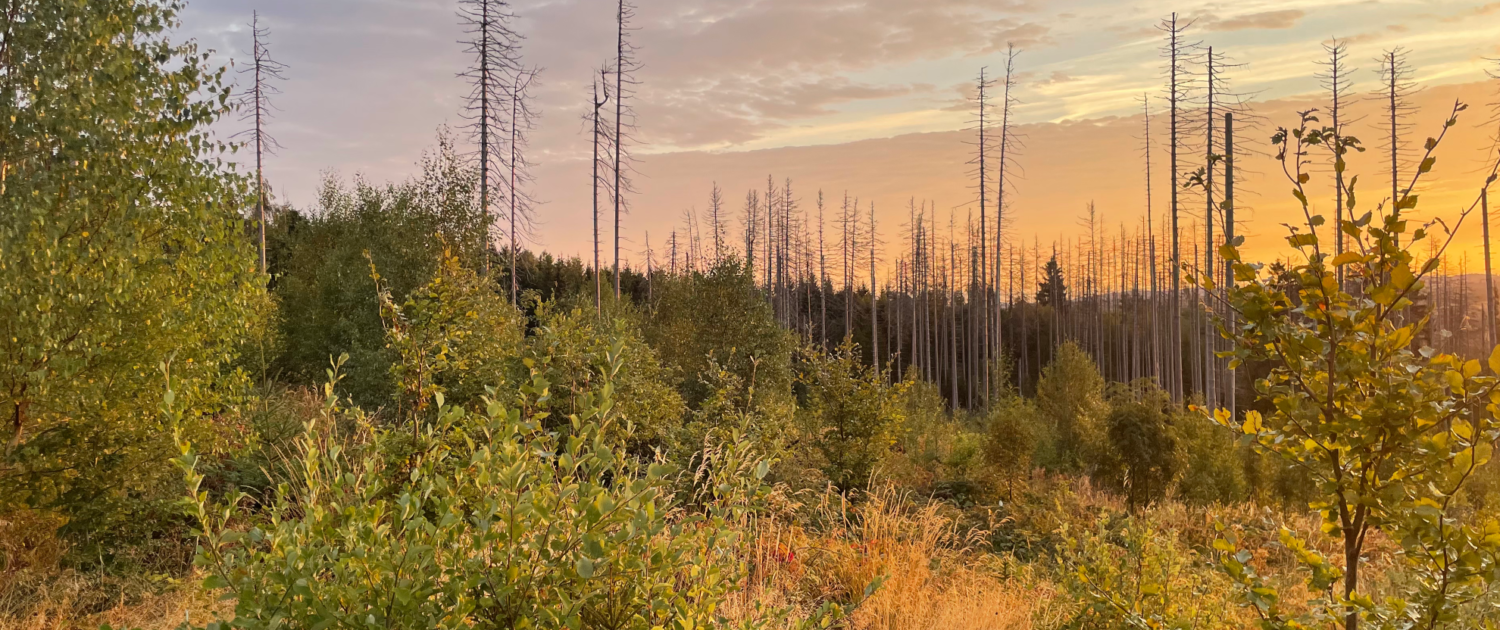 Nationalpark Harz_Beitragsbild