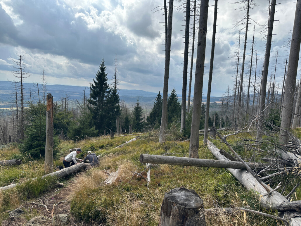 Natur in Dynamik im Harz
