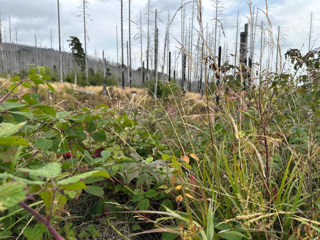 Naturliche Dynamik im Harz