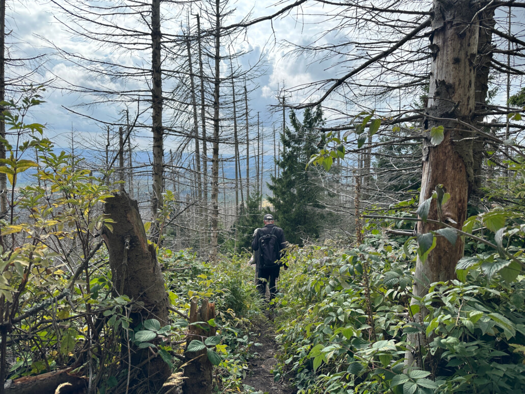 Unterwegs im Nationalpark Harz