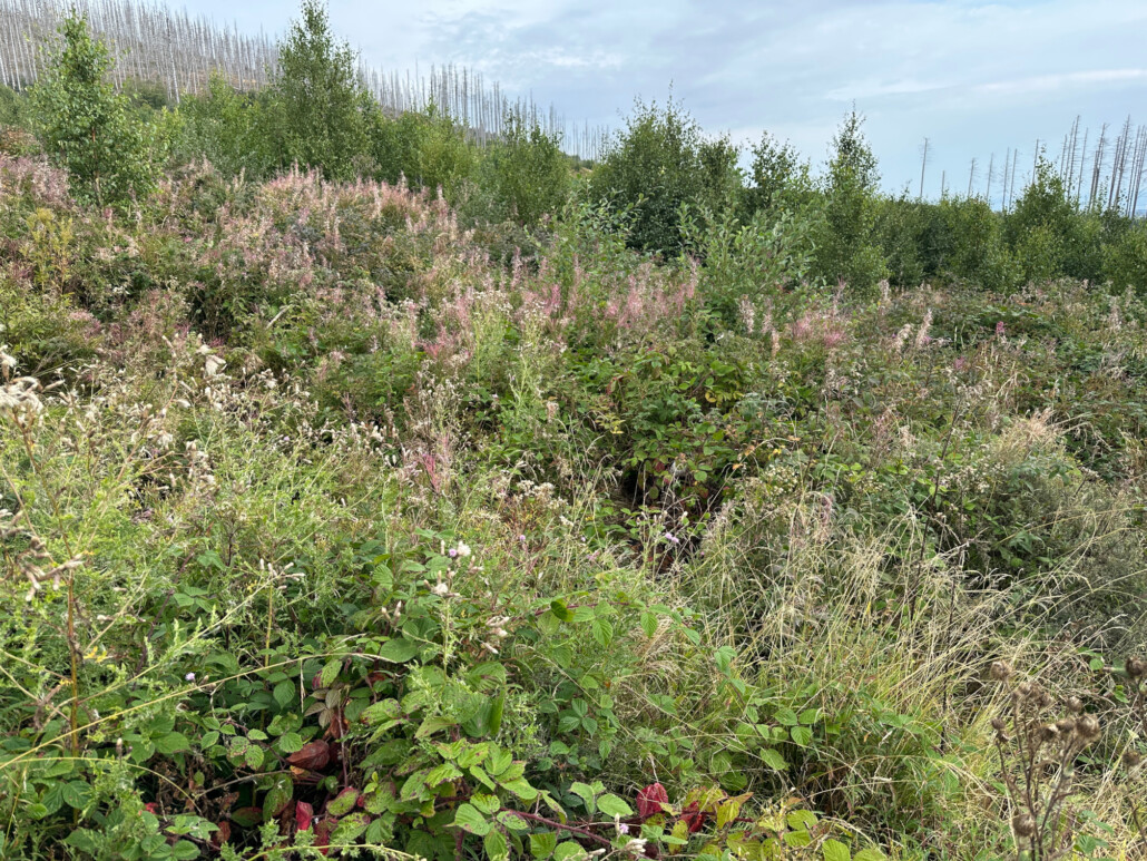 Weidenröschen im Harz als Teil der Naturverjüngung