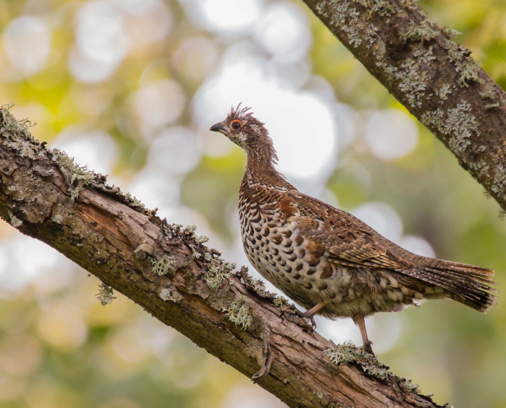 hazel-grouse-Belarus-Andrei-Shevchik
